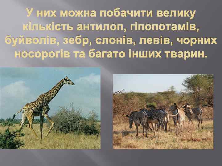 У них можна побачити велику кількість антилоп, гіпопотамів, буйволів, зебр, слонів, левів, чорних носорогів