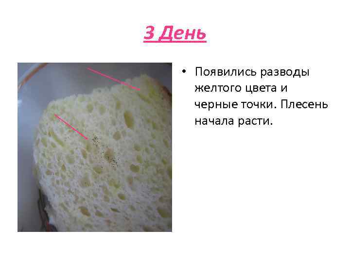 Виды плесени на хлебе фото с описанием