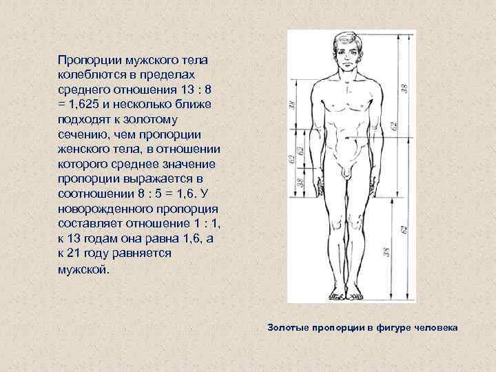 Пропорции мужского тела колеблются в пределах среднего отношения 13 : 8 = 1, 625