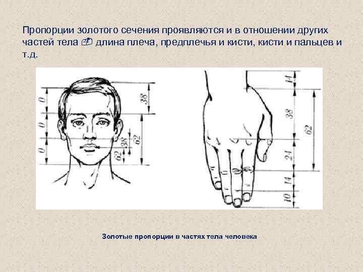 Пропорции золотого сечения проявляются и в отношении других частей тела длина плеча, предплечья и