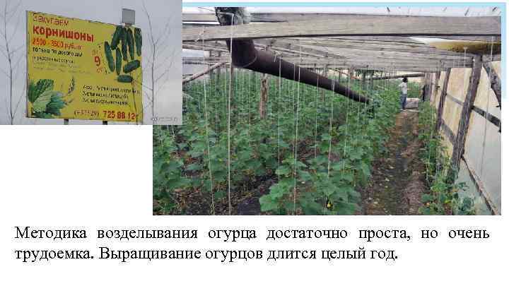 Методика возделывания огурца достаточно проста, но очень трудоемка. Выращивание огурцов длится целый год. 