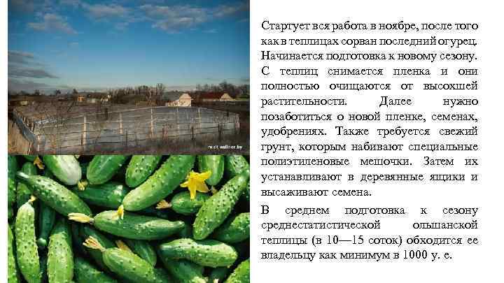 Стартует вся работа в ноябре, после того как в теплицах сорван последний огурец. Начинается