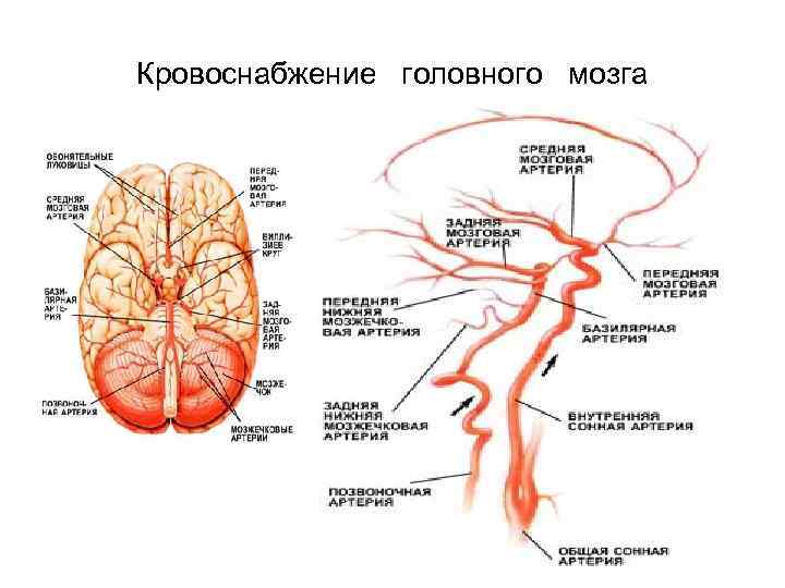 Кровоснабжение головного мозга 