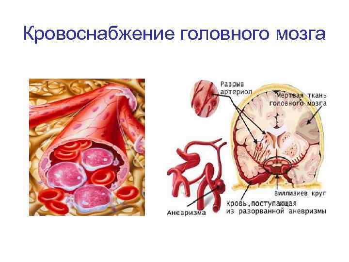 Кровоснабжение головного мозга 