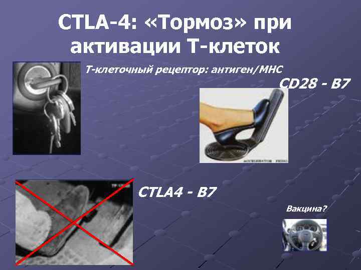 CTLA-4: «Тормоз» при активации Т-клеток Т-клеточный рецептор: антиген/MHC CD 28 - B 7 CTLA