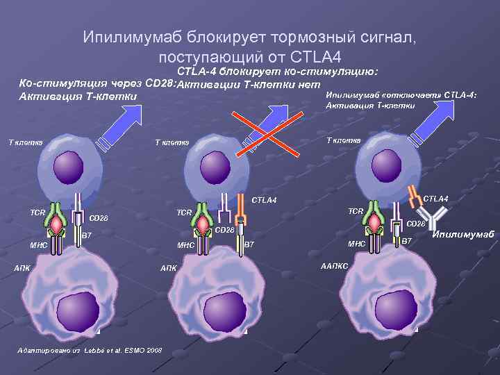 Ипилимумаб блокирует тормозный сигнал, поступающий от CTLA 4 CTLA-4 блокирует ко-стимуляцию: Ко-стимуляция через CD