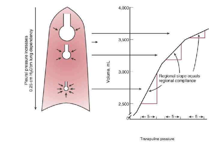 Transpulino pressure  