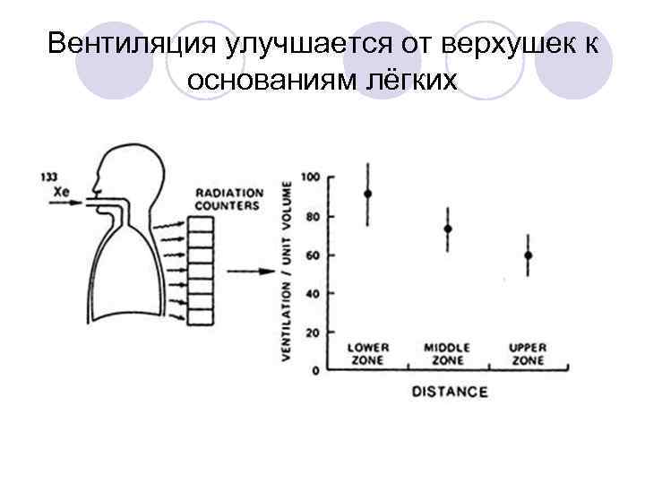 Вентиляция улучшается от верхушек к основаниям лёгких 