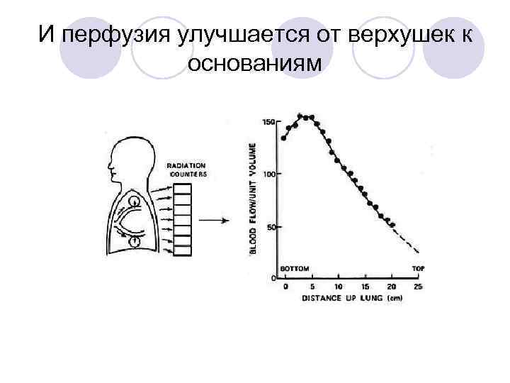 И перфузия улучшается от верхушек к основаниям 