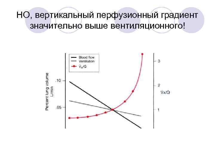 НО, вертикальный перфузионный градиент значительно выше вентиляционного! 