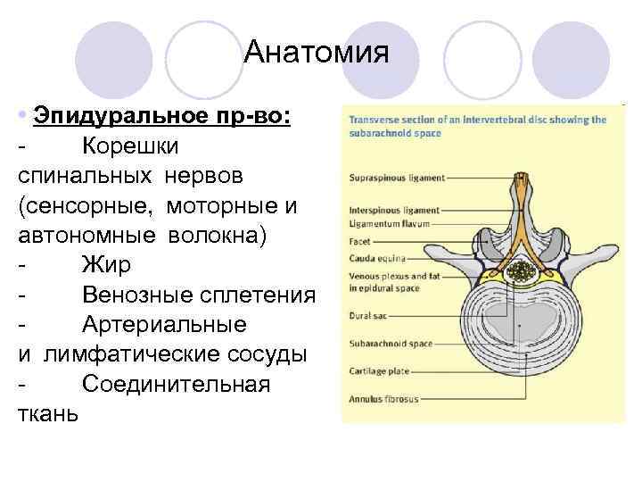 Анатомия • Эпидуральное пр-во: Корешки спинальных нервов (сенсорные,  моторные и автономные волокна) Жир Венозные сплетения Артериальные