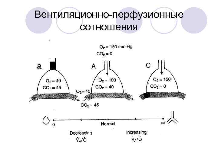 Вентиляционно-перфузионные сотношения 