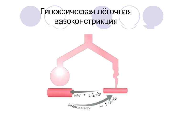 Гипоксическая лёгочная вазоконстрикция 
