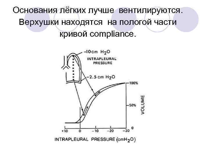 Основания лёгких лучше вентилируются. Верхушки находятся на пологой части кривой compliance. 