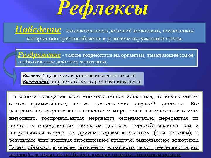 Совокупность поведения человека. Рефлексы основа поведения животных. Рефлекс и поведение. Что лежит в основе поведения. Что лежит в основе поведения человека.