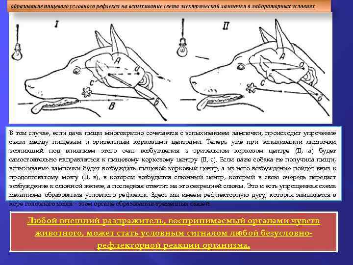 В том случае, если дача пищи многократно сочетается с вспыхиванием лампочки, происходит упрочение связи