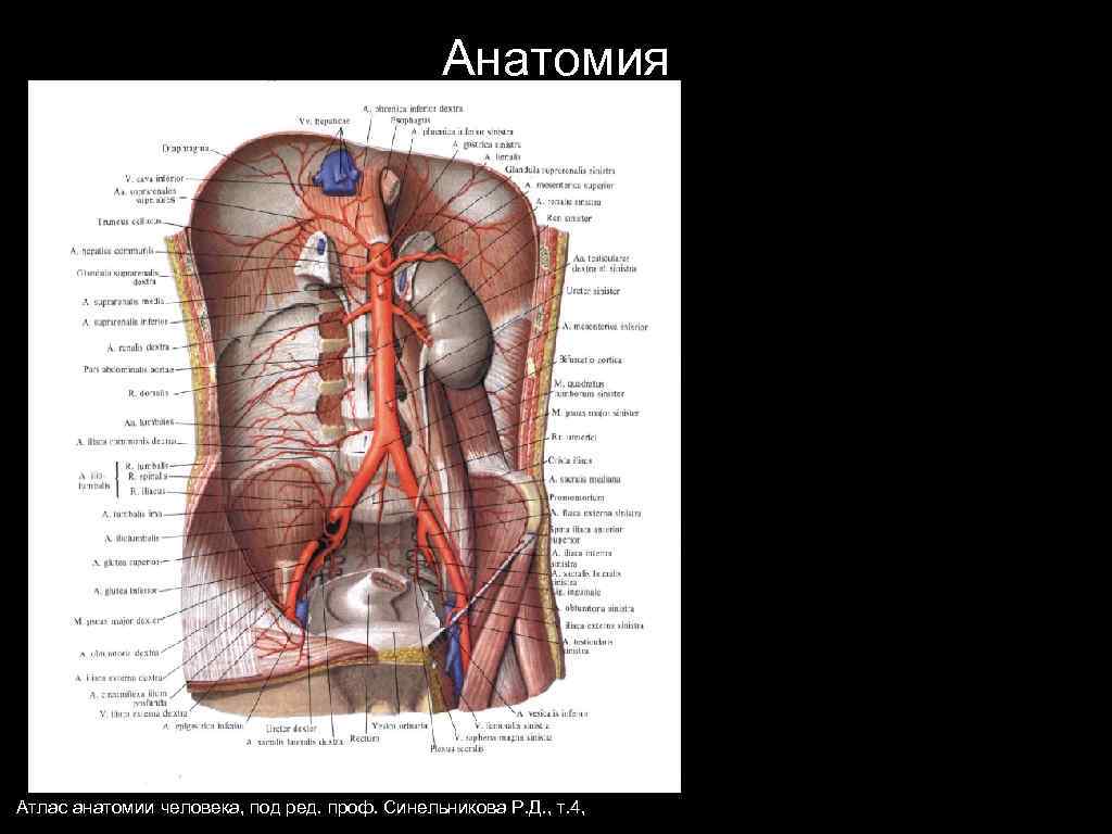 Анатомия Атлас анатомии человека, под ред. проф. Синельникова Р. Д. , т. 4, 