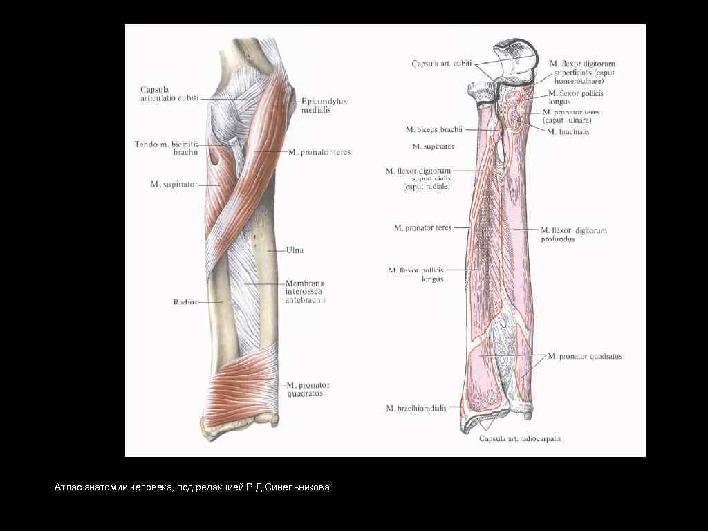 Атлас анатомии человека, под редакцией Р. Д. Синельникова 