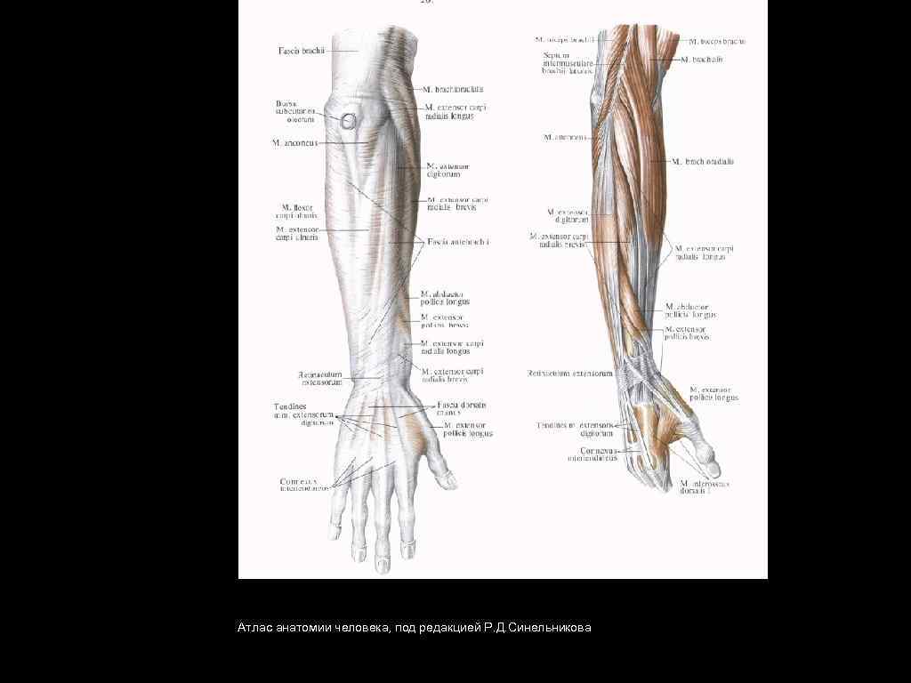 Атлас анатомии человека, под редакцией Р. Д. Синельникова 