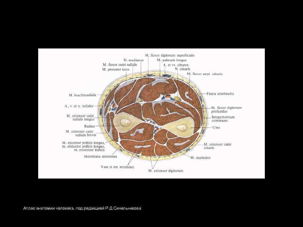 Атлас анатомии человека, под редакцией Р. Д. Синельникова 