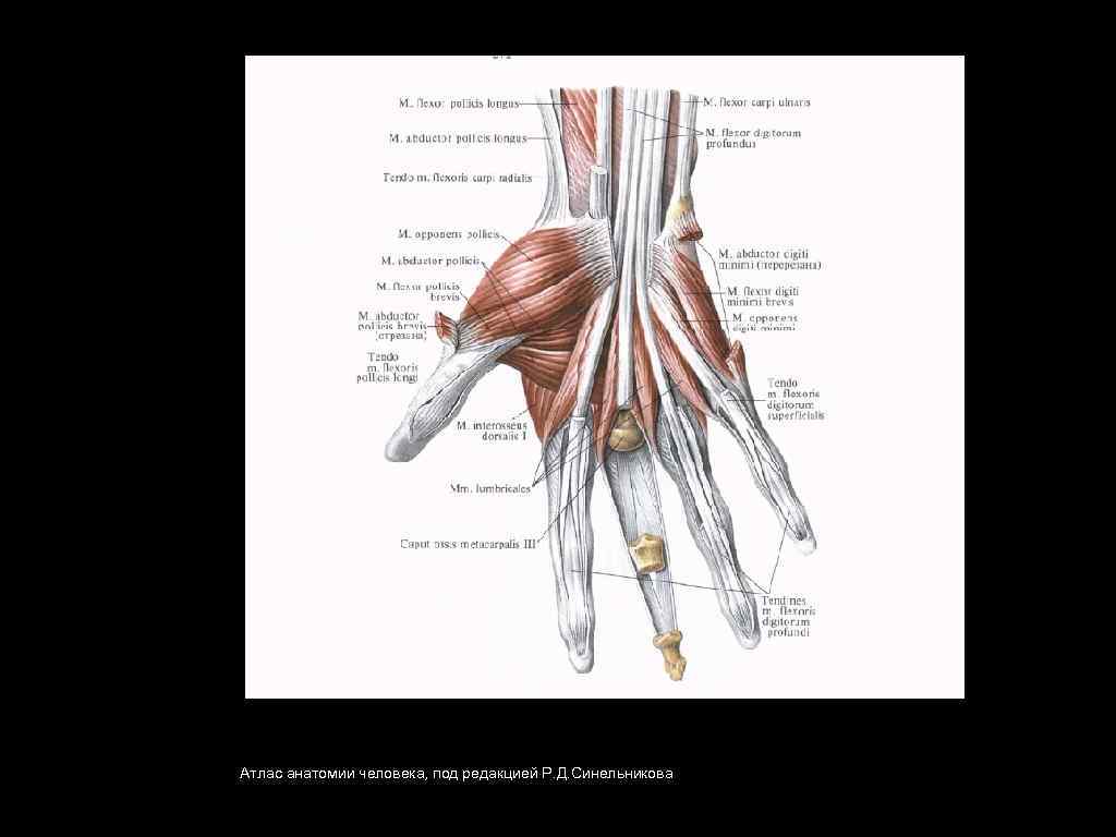 Атлас анатомии человека, под редакцией Р. Д. Синельникова 