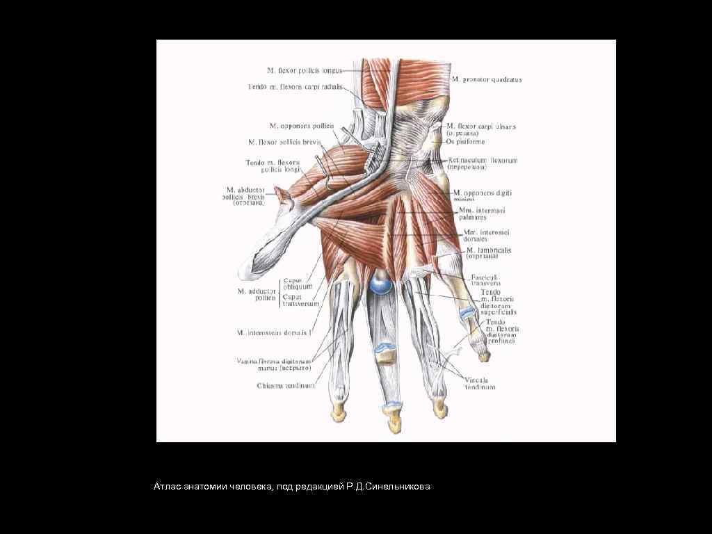 Атлас анатомии человека, под редакцией Р. Д. Синельникова 