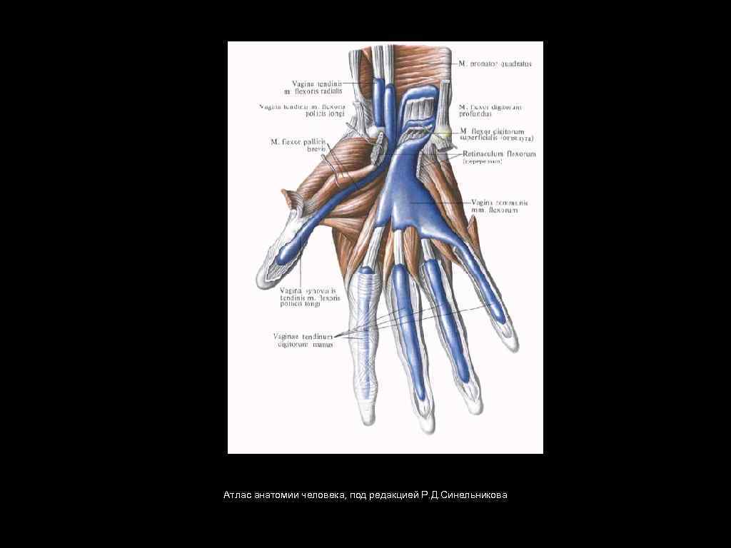 Атлас анатомии человека, под редакцией Р. Д. Синельникова 