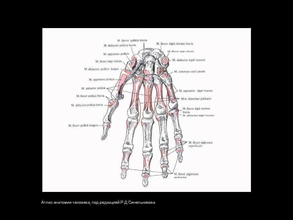 Атлас анатомии человека, под редакцией Р. Д. Синельникова 