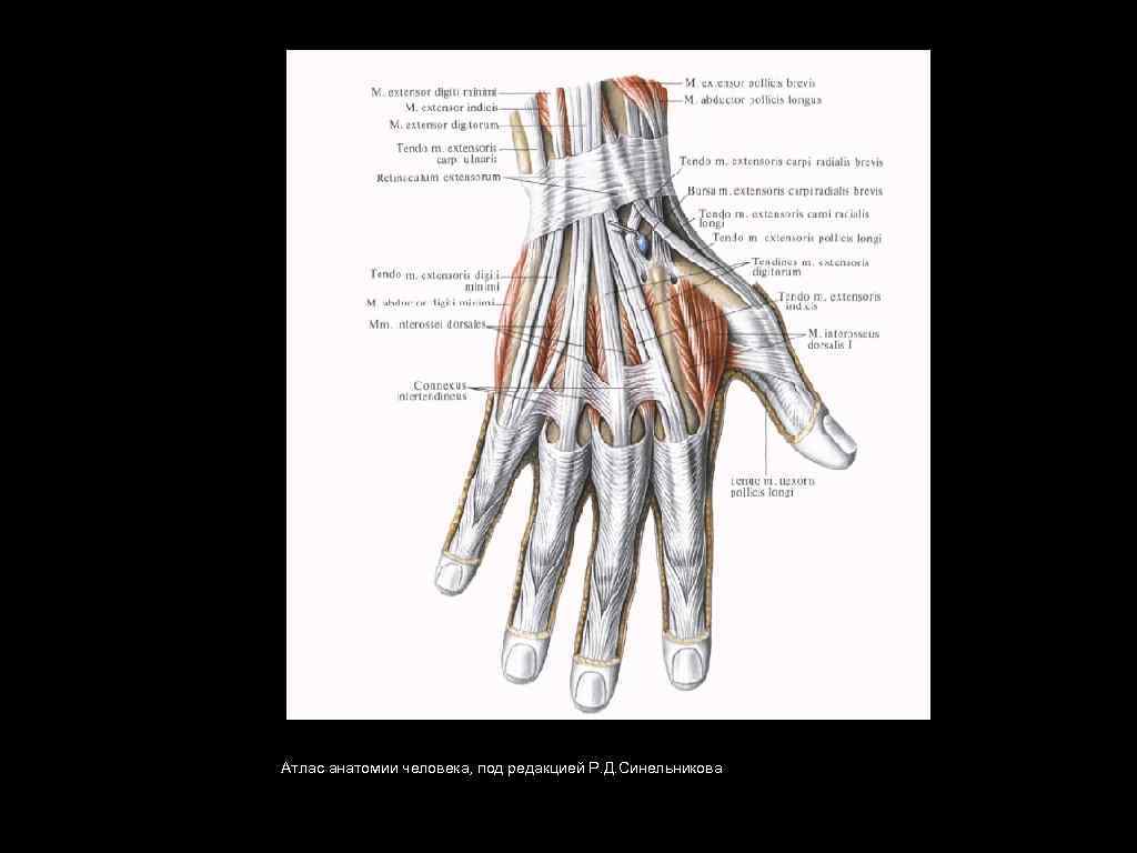 Атлас анатомии человека, под редакцией Р. Д. Синельникова 