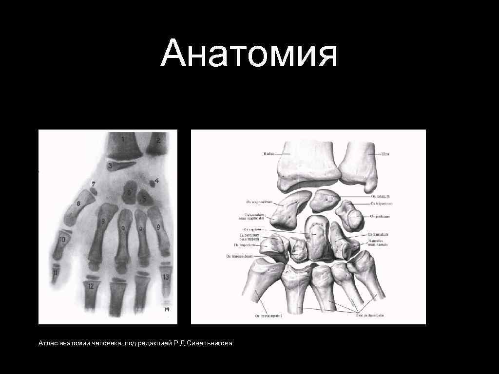 Анатомия Атлас анатомии человека, под редакцией Р. Д. Синельникова 