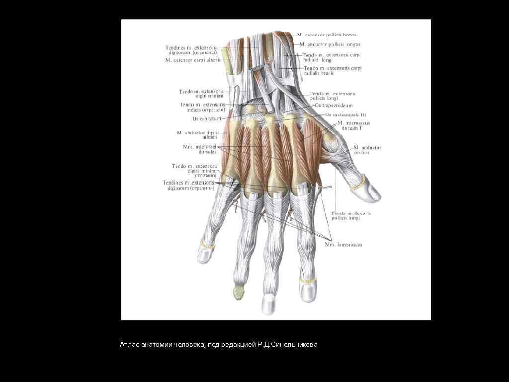 Атлас анатомии человека, под редакцией Р. Д. Синельникова 