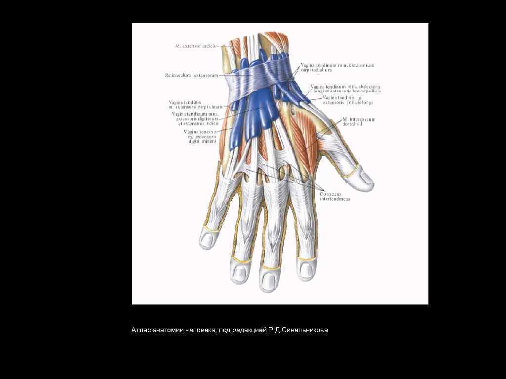 Атлас анатомии человека, под редакцией Р. Д. Синельникова 