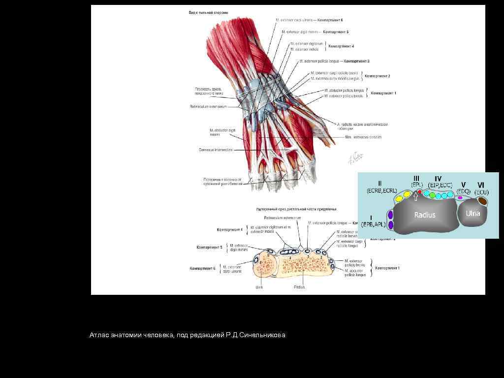 Атлас анатомии человека, под редакцией Р. Д. Синельникова 