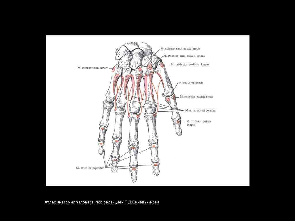 Атлас анатомии человека, под редакцией Р. Д. Синельникова 