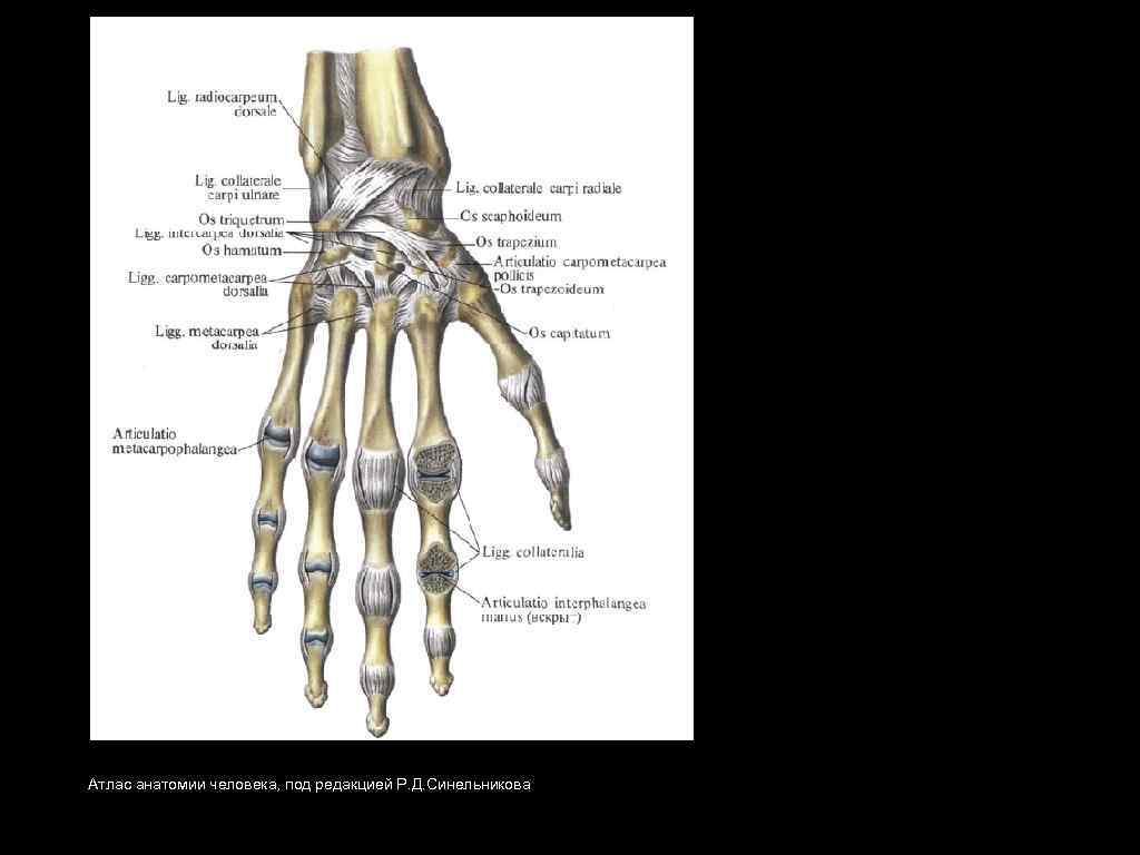 Атлас анатомии человека, под редакцией Р. Д. Синельникова 