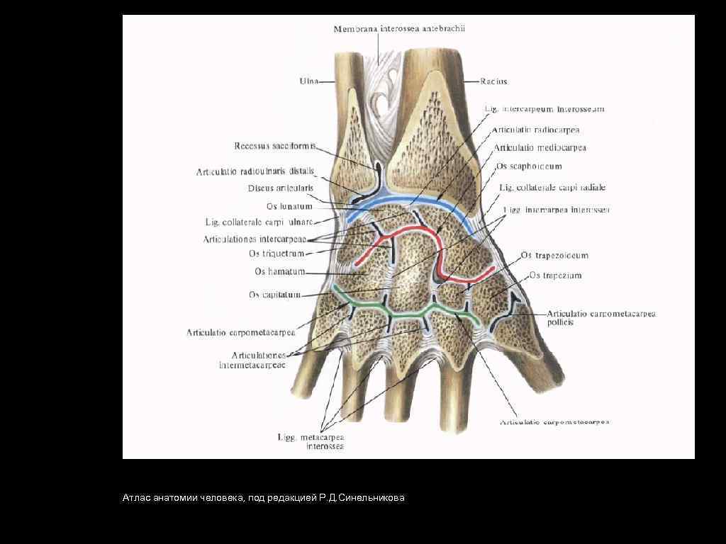 Атлас анатомии человека, под редакцией Р. Д. Синельникова 