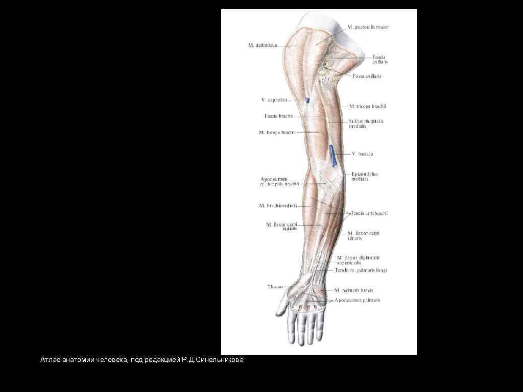 Атлас анатомии человека, под редакцией Р. Д. Синельникова 