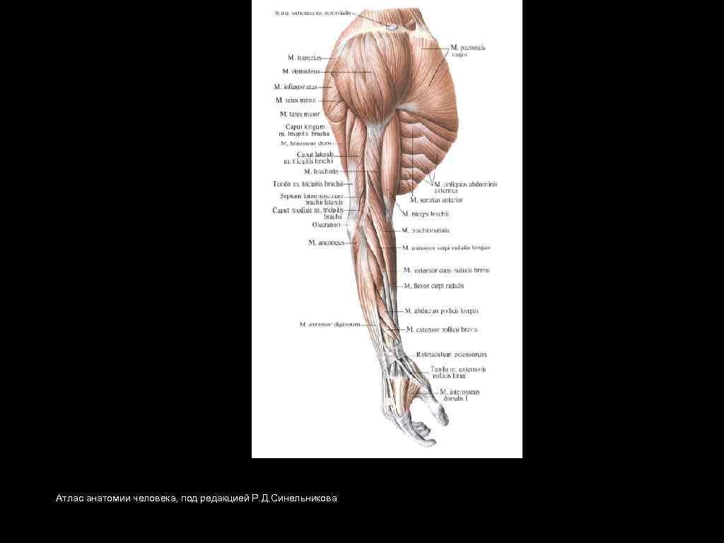 Атлас анатомии человека, под редакцией Р. Д. Синельникова 