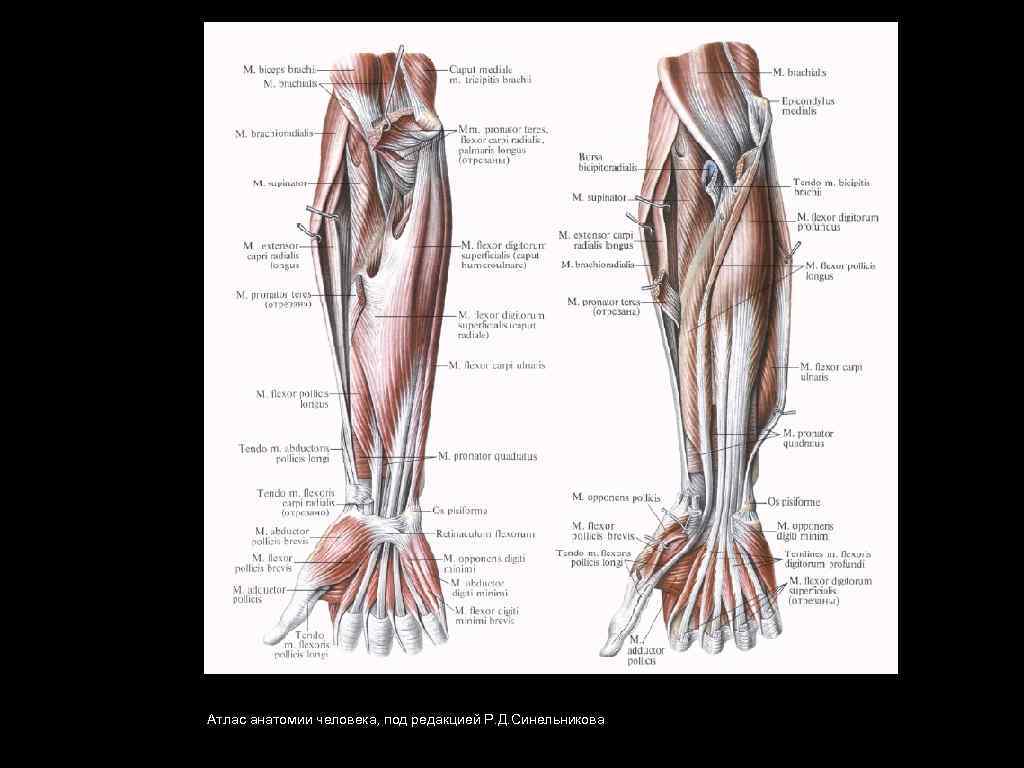 Атлас анатомии человека, под редакцией Р. Д. Синельникова 