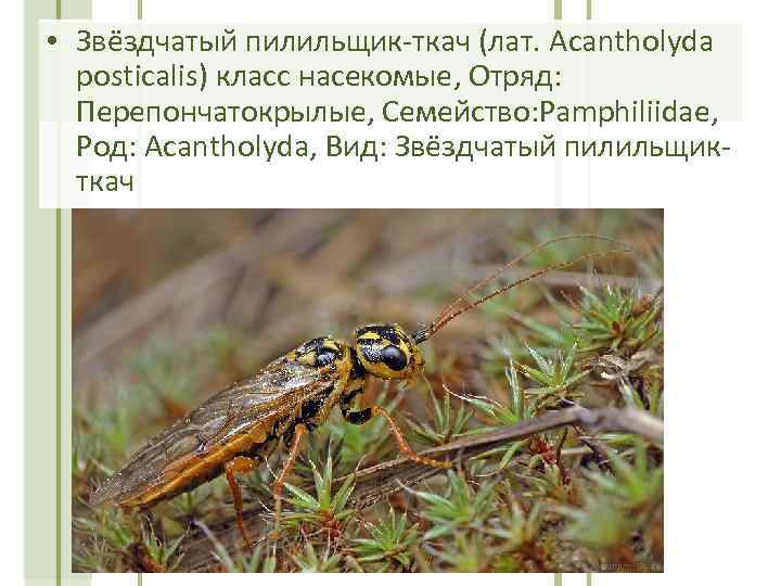  • Звёздчатый пилильщик-ткач (лат. Acantholyda posticalis) класс насекомые, Отряд: Перепончатокрылые, Семейство: Pamphiliidae, Род: