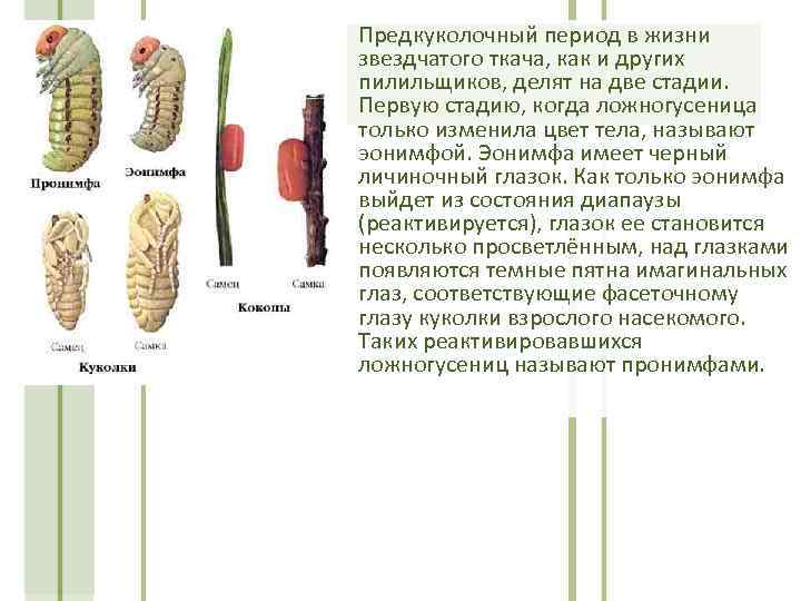  • Предкуколочный период в жизни звездчатого ткача, как и других пилильщиков, делят на