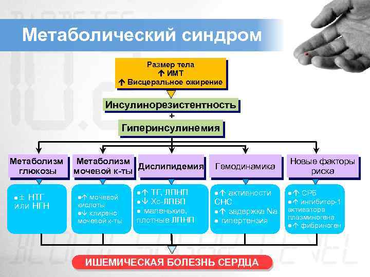 Метаболический синдром Размер тела ИМТ Висцеральное ожирение Инсулинорезистентность + Гиперинсулинемия Метаболизм глюкозы l± НТГ