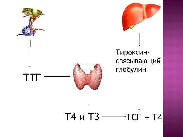 Тироксинсвязывающий глобулин ТТГ Т 4 и Т 3 ТСГ + Т 4 