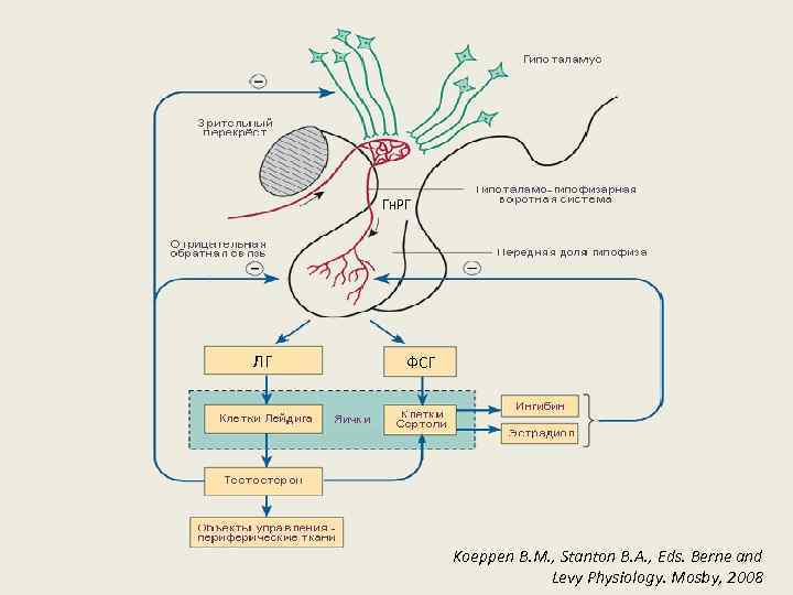 Гн. РГ ЛГ ФСГ Koeppen B. M. , Stanton B. A. , Eds. Berne