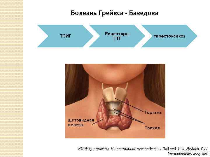 Болезнь Грейвса - Базедова ТСИГ Рецепторы ТТГ тиреотоксикоз «Эндокринология. Национальное руководство» Под ред. И.