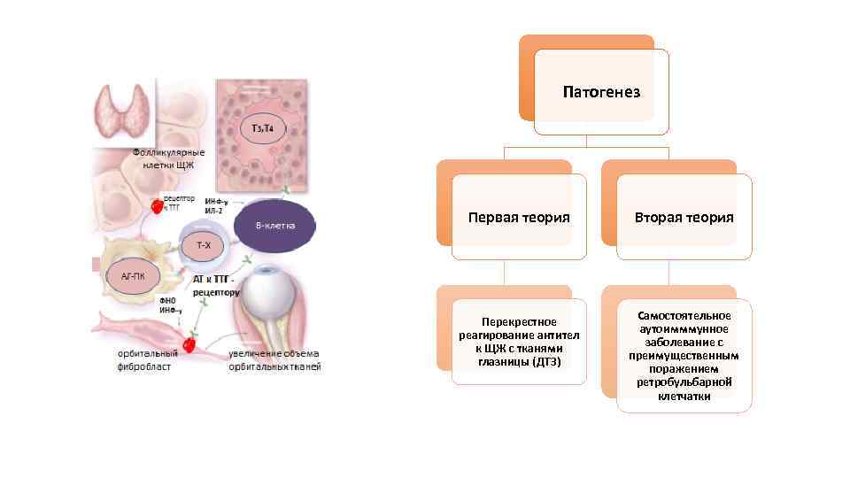 Патогенез дтз схема