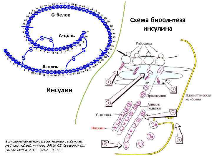 Инсулин биохимия презентация