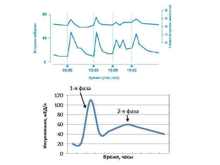 1 -я фаза Инсулинемия, м. ЕД/л 120 100 80 2 -я фаза 60 40