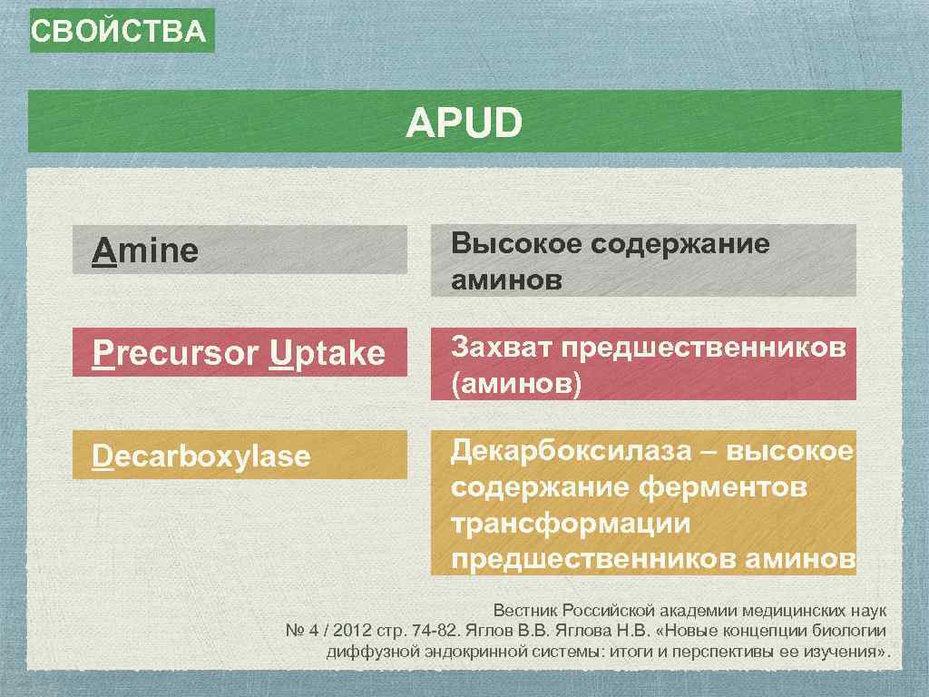 СВОЙСТВА APUD Amine Высокое содержание аминов Precursor Uptake Захват предшественников (аминов) Decarboxylase Декарбоксилаза –