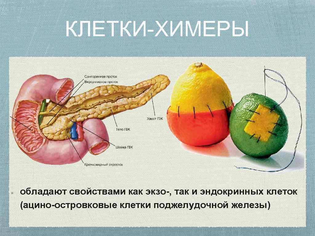 КЛЕТКИ-ХИМЕРЫ обладают свойствами как экзо-, так и эндокринных клеток (ацино-островковые клетки поджелудочной железы) 